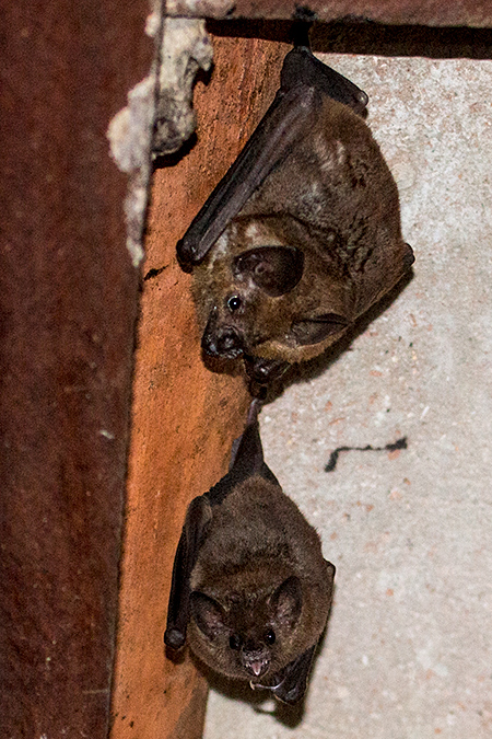 Fruit Bat, Jaguar Lodge, Brazil 