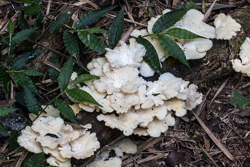 Fungi, Parque Provincial Urugua-, Argentina