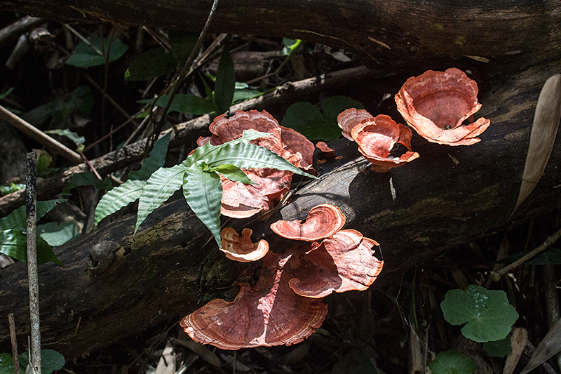 Fungi, Parque Provincial Urugua-, Argentina