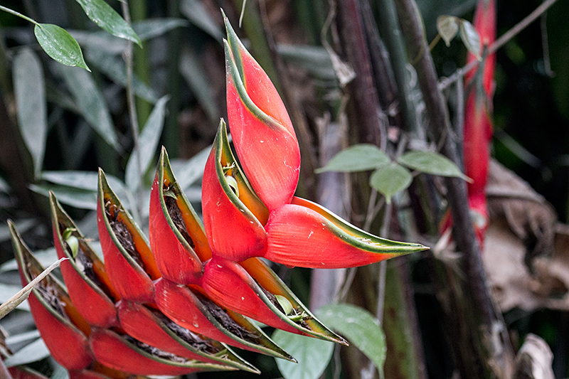 Heliconia, Itamambuca (Dirt Road), Brazil 