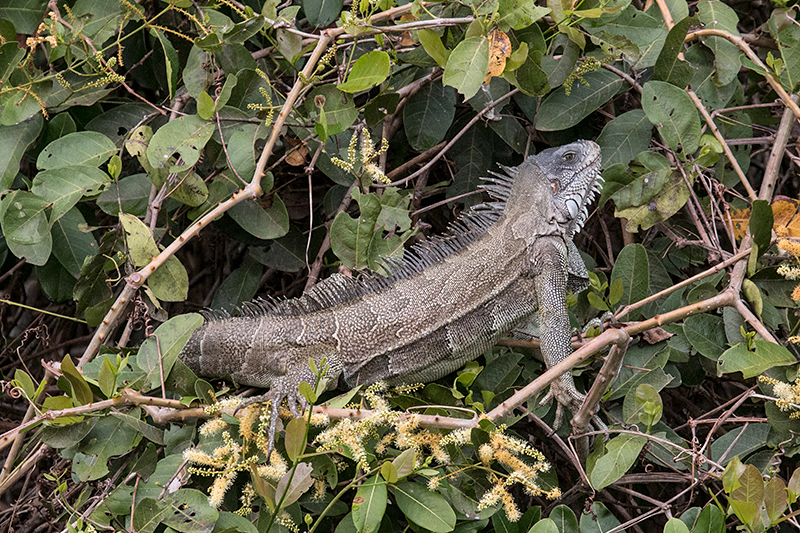 Green Iguana, Pixiam River, Brazil 