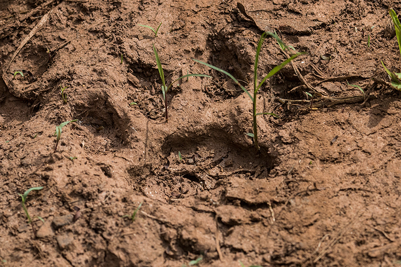 Jaguar Footprint, Iguaz National Park, Argentina