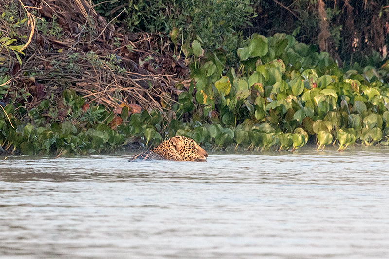 Jaguar, Cuiab River, Porto Jofre, Brazil 