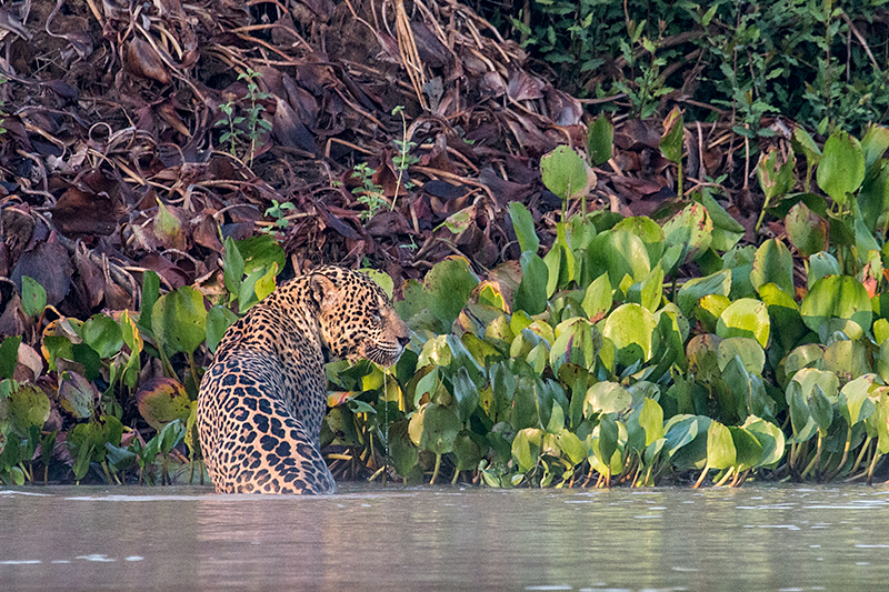 Jaguar, Cuiab River, Porto Jofre, Brazil 