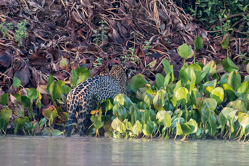 Jaguar, Cuiab River, Porto Jofre, Brazil 