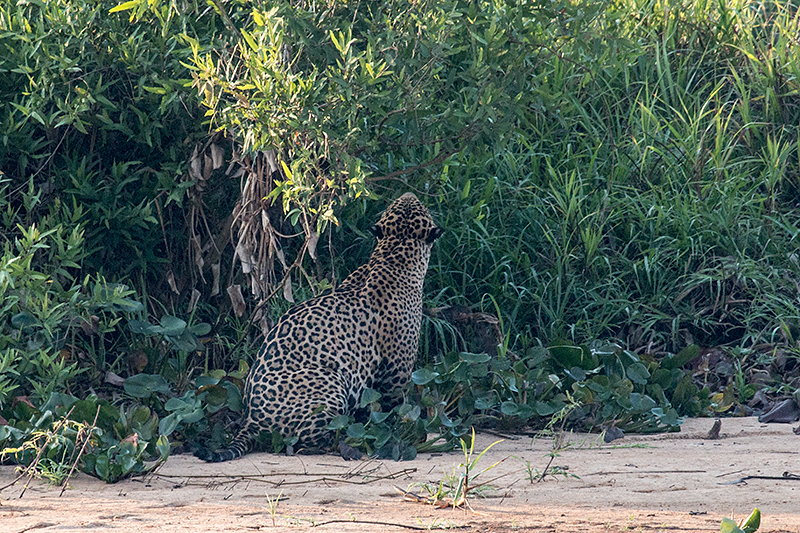 Jaguar, Cuiab River, Porto Jofre, Brazil 