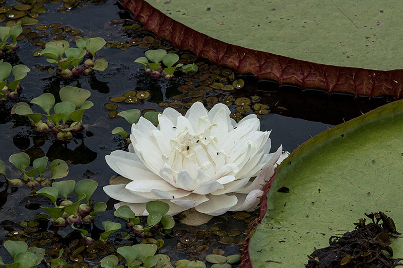 Lotus, Hotel Pantanal Norte, Porto Jofre, Brazil 