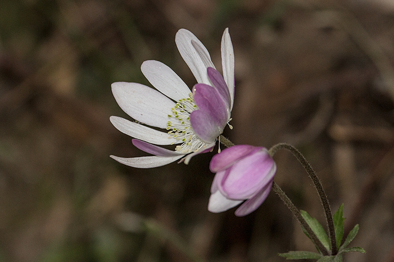 Magenta Flowers, en route So Gotardo to Ubatuba, Brazil