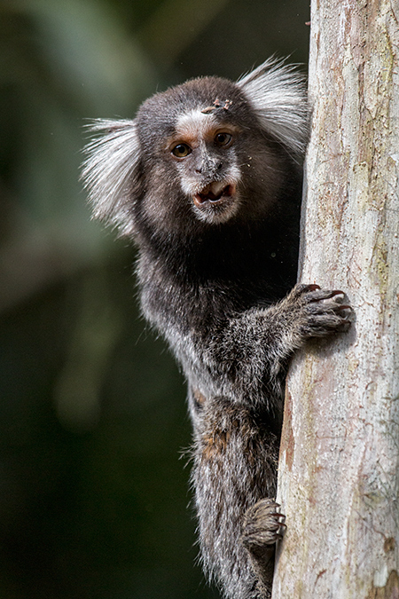 Eared Marmoset, en route So Paulo to Hotel do Ype,  Parque Nacional do Itatiaia, Brazil