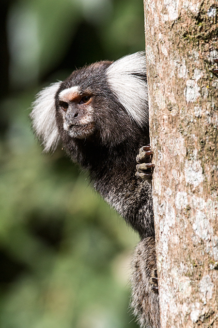 Eared Marmoset, en route So Paulo to Hotel do Ype,  Parque Nacional do Itatiaia, Brazil