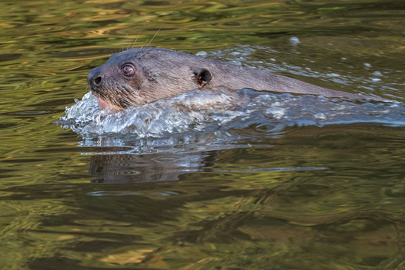 Giant River Otter, Pixiam River, Brazil 