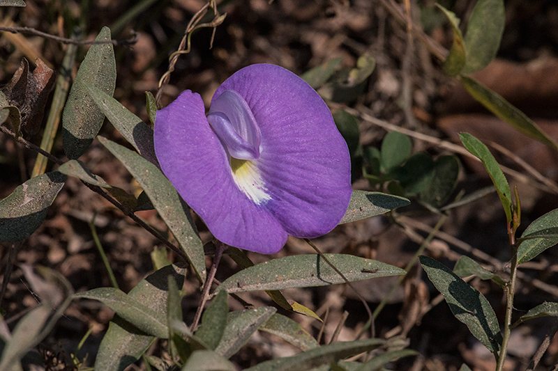 Spurred Butterfly Pea, Piuval Lodge, Brazil 