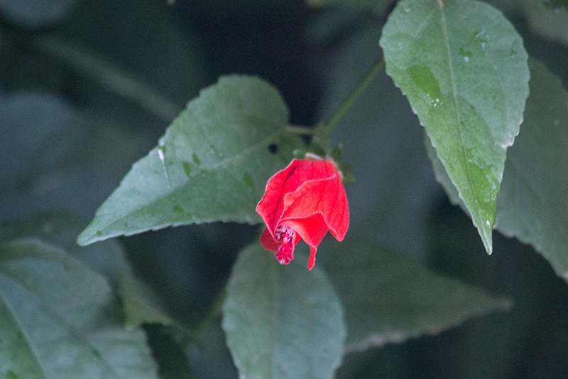 Turk's Cap, Angelim Rainforest, Brazil 