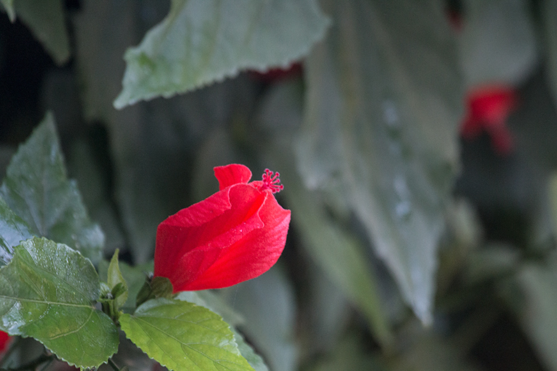 Turk's Cap, Angelim Rainforest, Brazil 