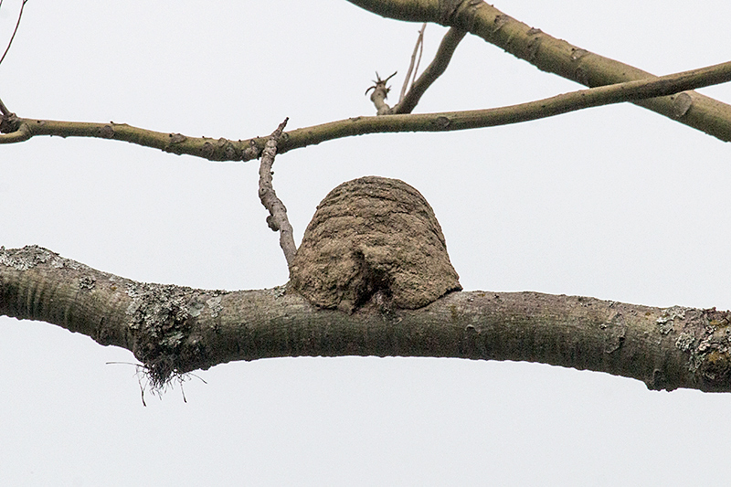 Rufous Hornero Nest, en route So Gotardo to Ubatuba, Brazil