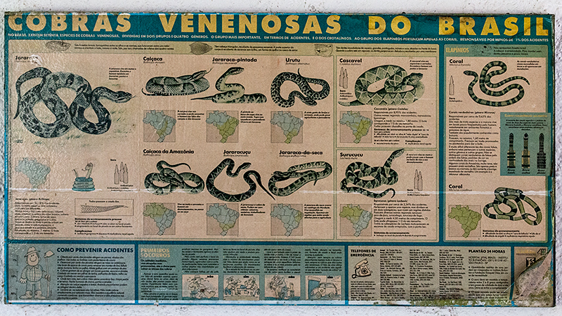 Venomous Snakes, Angelim Rainforest, Brazil 