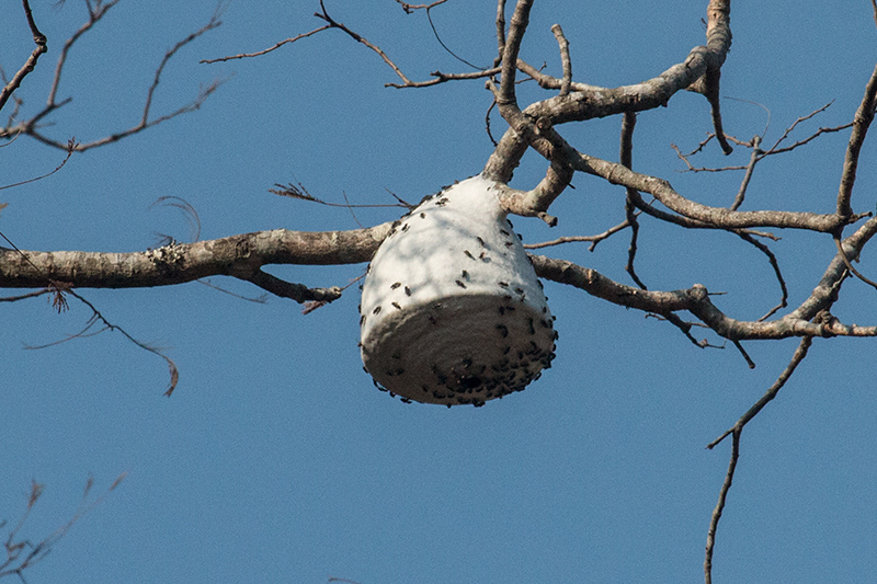 Wasp Nest, Pousada Currupira das Araras, Brazil