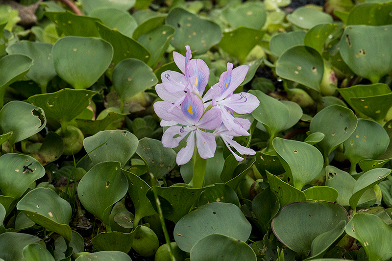 Water Hyacinth, Hotel Pantanal Norte, Porto Jofre, Brazil 