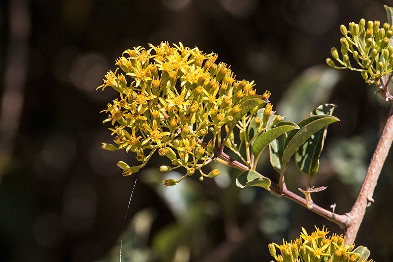 Yellow Flowers, Agulhas Negras Road,  Parque Nacional do Itatiaia, Brazil