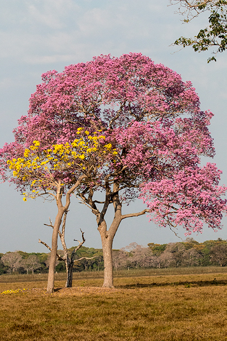 Ype Trees, Piuval Lodge, Brazil 