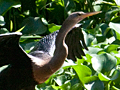 Anhinga