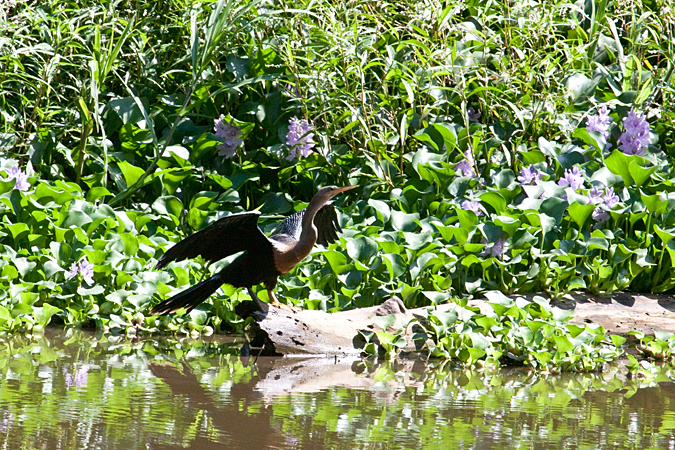 Female Anhinga, Carara National Park, Costa Rica by Richard L. Becker