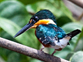 American Pygmy Kingfisher