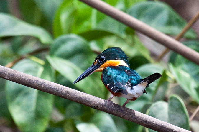 Male American Pygmy Kingfisher, On the Rio Tarcoles, Costa Rica by Richard L. Becker