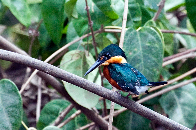 Male American Pygmy Kingfisher, On the Rio Tarcoles, Costa Rica by Richard L. Becker