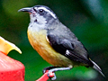 Bananaquit, Monteverde, Costa Rica