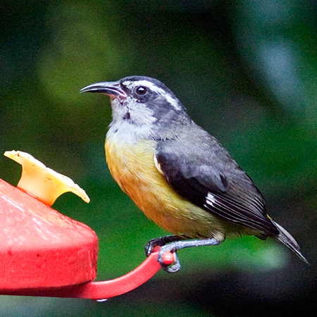 Bananaquit, Monteverde, Costa Rica by Richard L. Becker