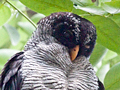 Black-and-white Owl, Costa Rica