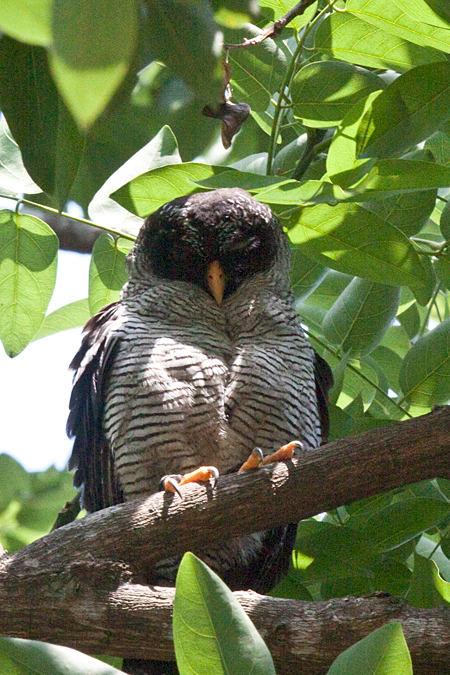 Black-and-white Owl, Orotino, Costa Rica by Richard L. Becker