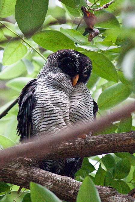 Black-and-white Owl, Orotino, Costa Rica by Richard L. Becker