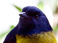 Black-and-yellow Silky-flycatcher