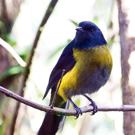 Black-and-yellow Silky-flycatcher, Paraiso del Quetzal, Costa Rica by Richard L. Becker