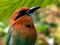 Broad-billed Motmot