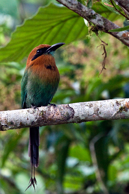 Broad-billed Motmot, La Selva Biological Station, Costa Rica by Richard L. Becker