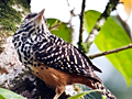 Band-backed Wren