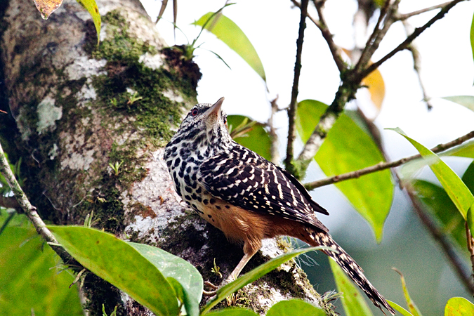 Band-backed Wren, La Selva Biological Station, Costa Rica by Richard L. Becker