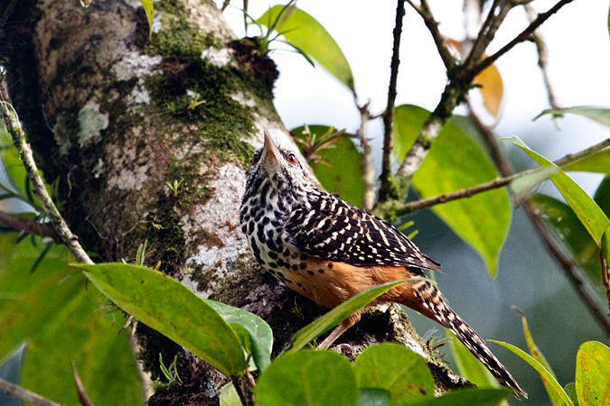 Band-backed Wren, La Selva Biological Station, Costa Rica by Richard L. Becker