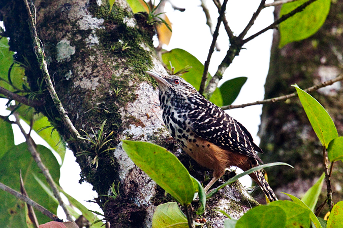 Band-backed Wren, La Selva Biological Station, Costa Rica by Richard L. Becker