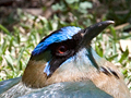 Lesson's Motmot, Costa Rica