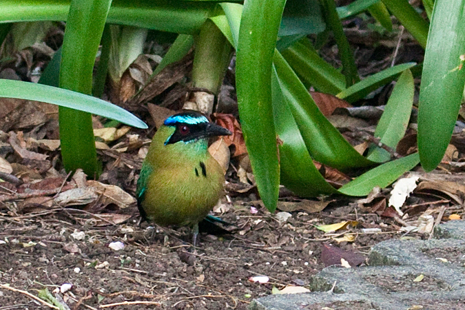 Lesson's Motmot, Hotel Bougainvillea, Santo Domingo, Costa Rica