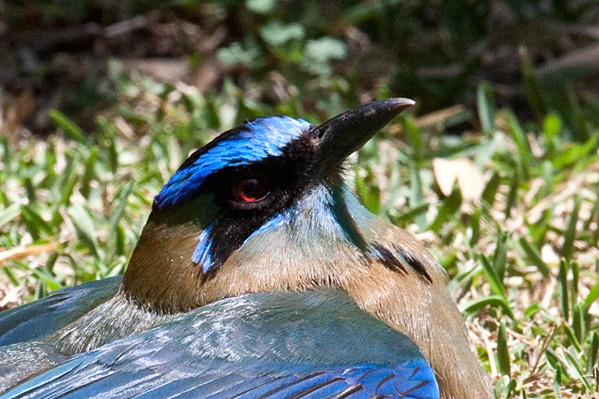 Lesson's Motmot, Hotel Bougainvillea, Santo Domingo, Costa Rica