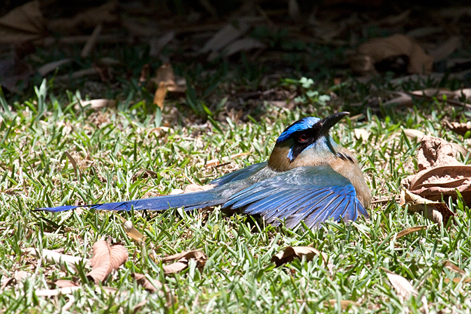 Lesson's Motmot, Hotel Bougainvillea, Santo Domingo, Costa Rica