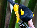 Black-cowled Oriole