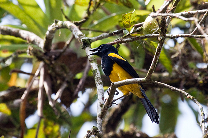 Black-cowled Oriole, La Selva Biological Station, Costa Rica