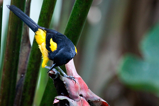 Black-cowled Oriole, La Selva Biological Station, Costa Rica