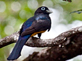 Black-headed Trogon